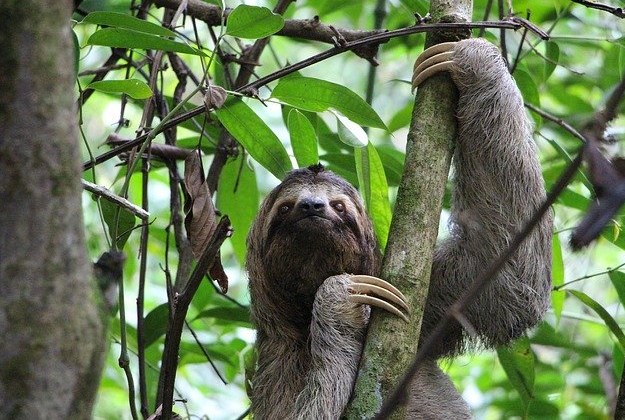 Sloth-Manuel-Antonio-Costa-Rica