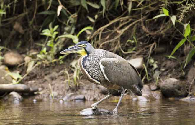 destination costa rica guanacaste birding