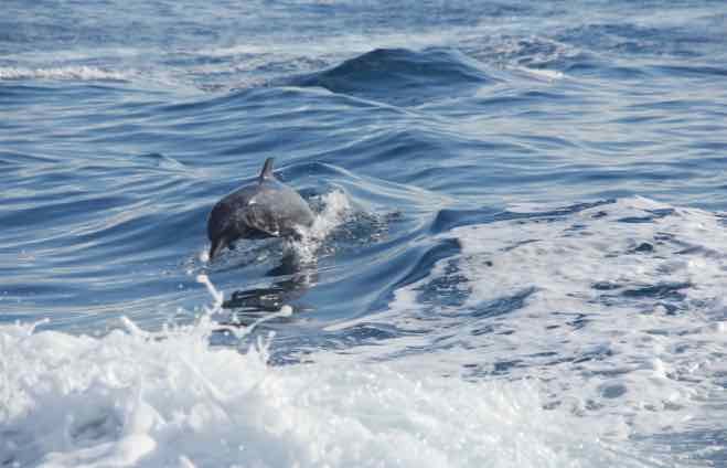 destination costa rica osa peninsular dolphins