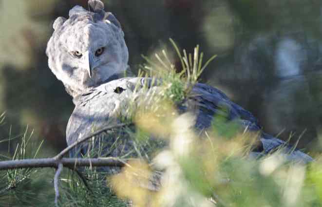 destination costa rica osa peninsular harpy eagle