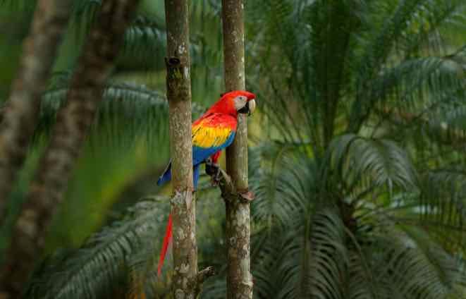 destination costa rica osa peninsular scarlet macaw