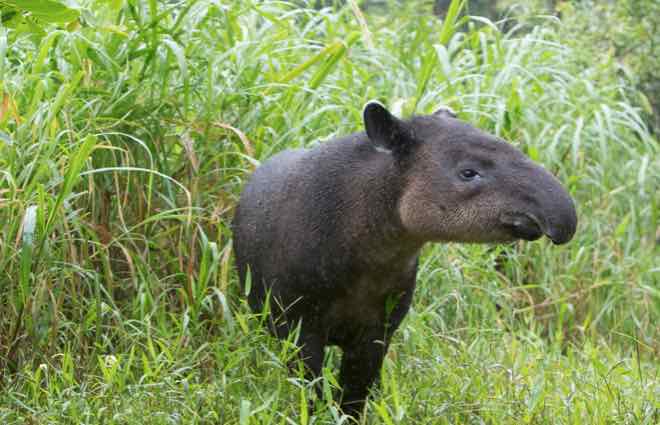 destination costa rica osa peninsular tapir