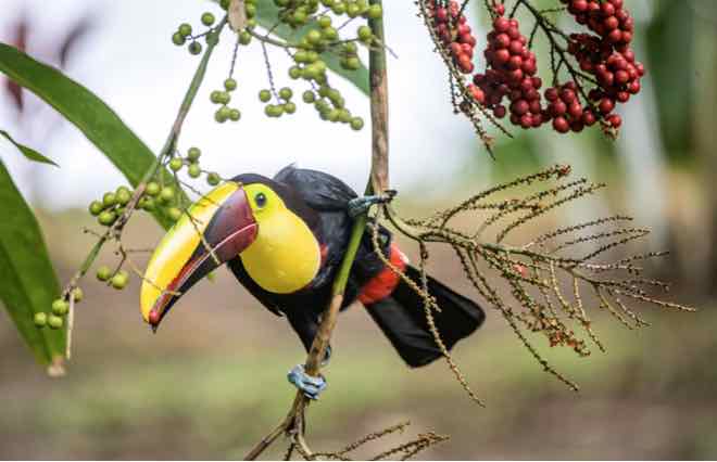 destination costa rica tortuguero birds