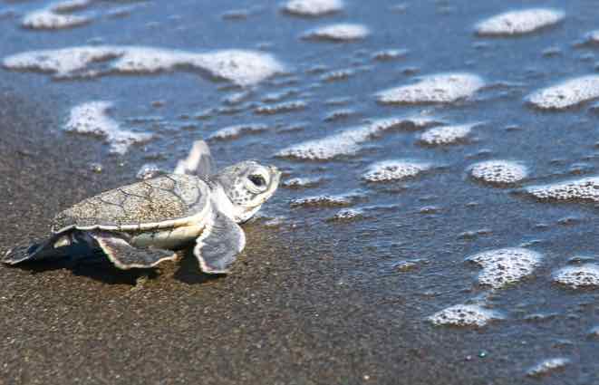 destination costa rica tortuguero turtles