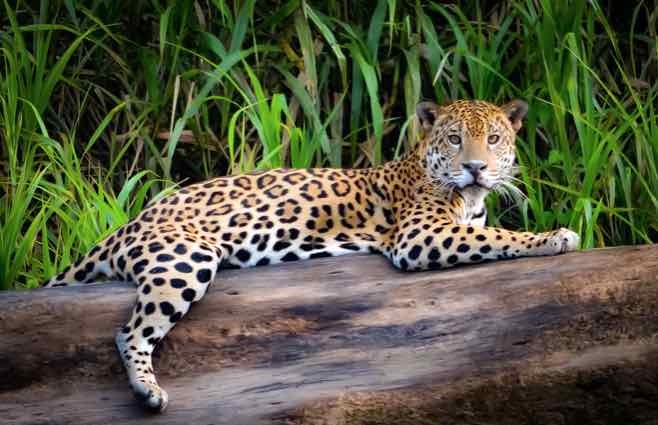 destination peru iquitos amazon jaguar