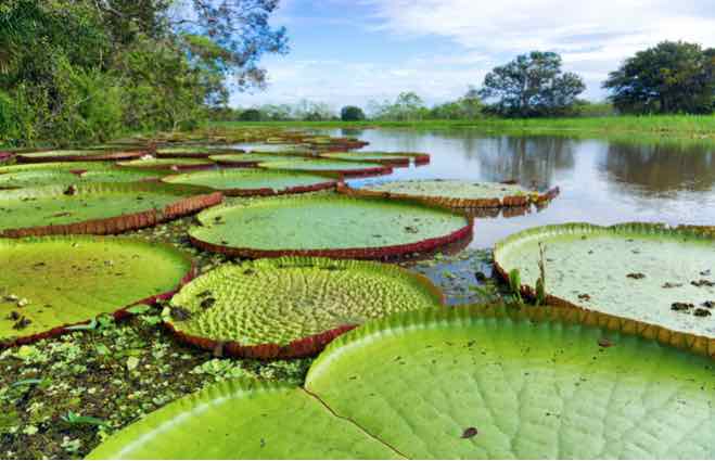 destination peru iquitos amazon lilies