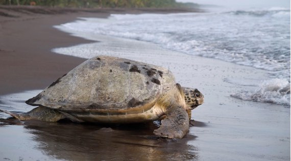 sea-turtle-conservation-on-tortuguero-beach-costa-rica